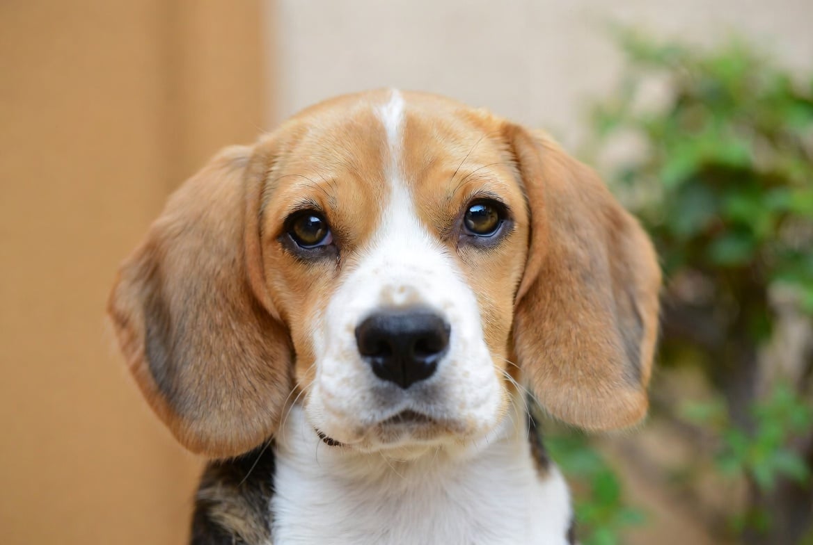 Beagle regardant la caméra