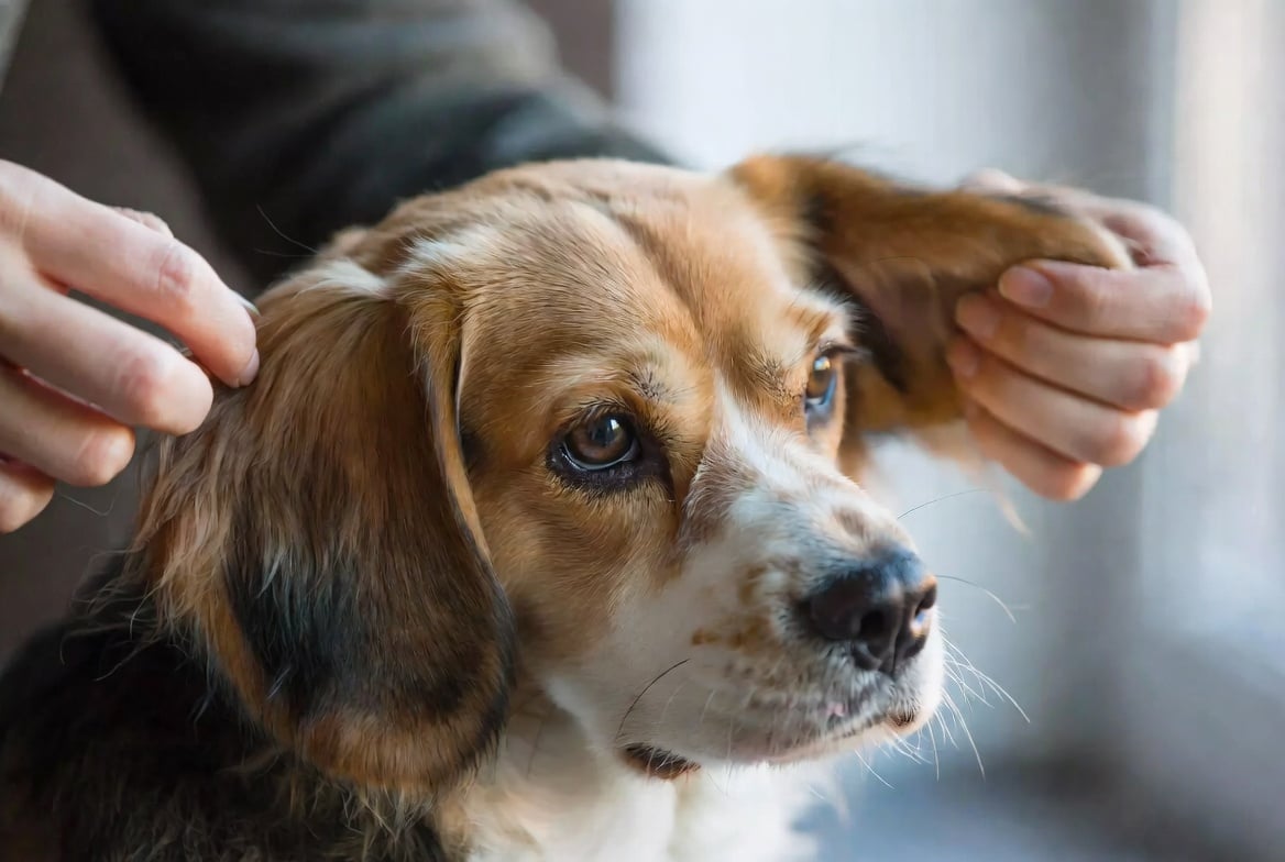 Soins du Beagle — entretien du pelage, oreilles et hygiène
